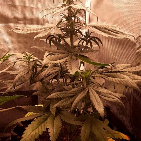 O.G. Kush growlog timeline photo