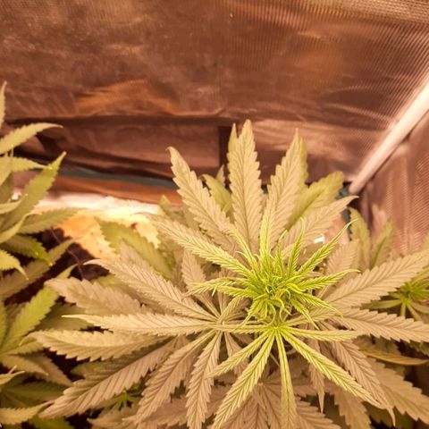 O.G. Kush growlog timeline photo