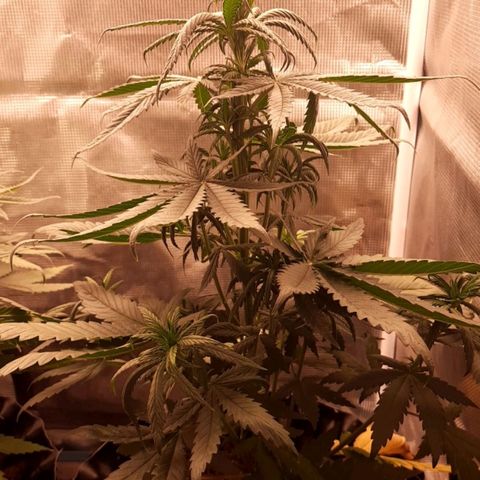 O.G. Kush growlog timeline photo