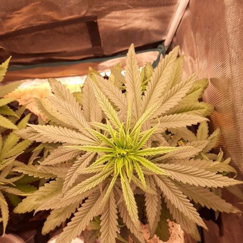 O.G. Kush growlog timeline photo