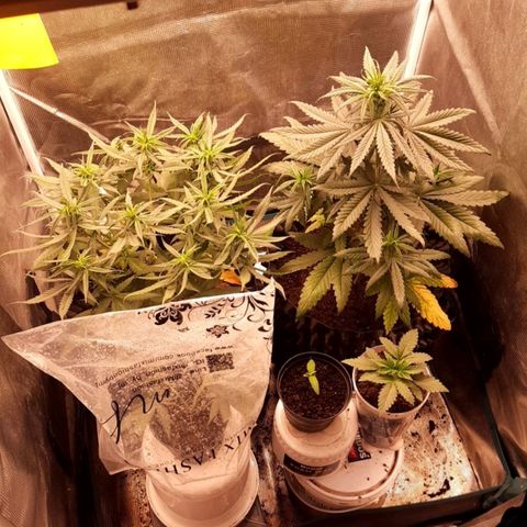 O.G. Kush growlog timeline photo