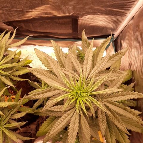 O.G. Kush growlog timeline photo