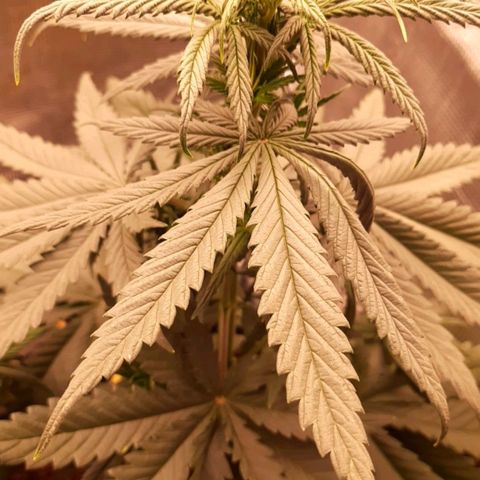 O.G. Kush growlog timeline photo