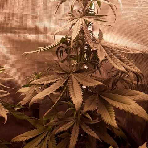 O.G. Kush growlog timeline photo