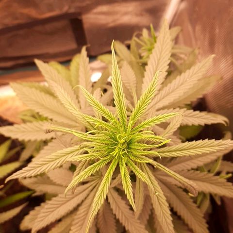 O.G. Kush growlog timeline photo