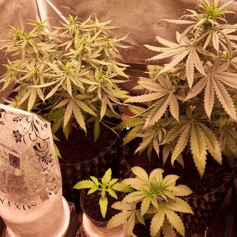 O.G. Kush growlog timeline photo