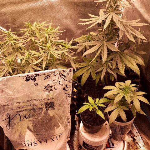 O.G. Kush growlog timeline photo