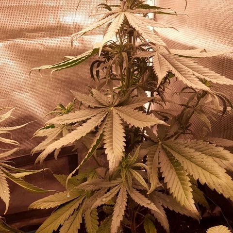 O.G. Kush growlog timeline photo