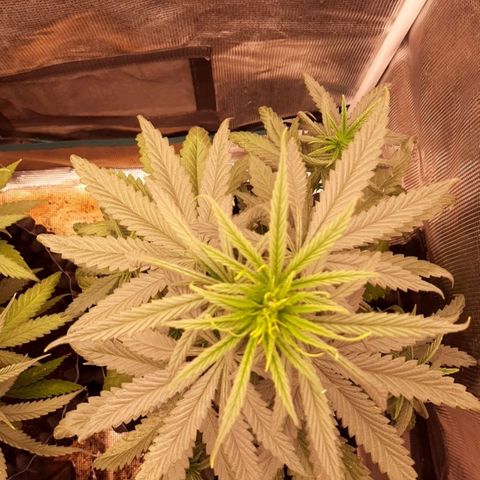 O.G. Kush growlog timeline photo