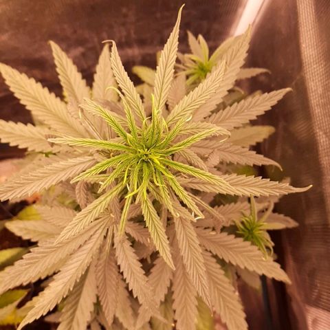 O.G. Kush growlog timeline photo
