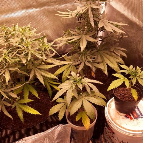 O.G. Kush growlog timeline photo