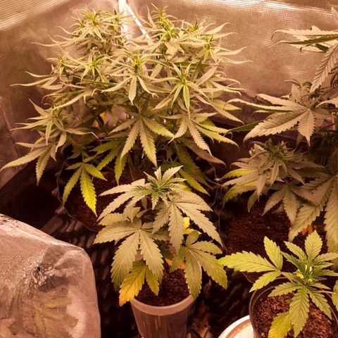 O.G. Kush growlog timeline photo