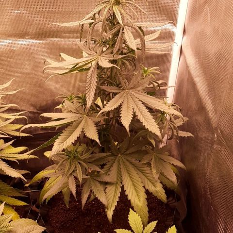 O.G. Kush growlog timeline photo