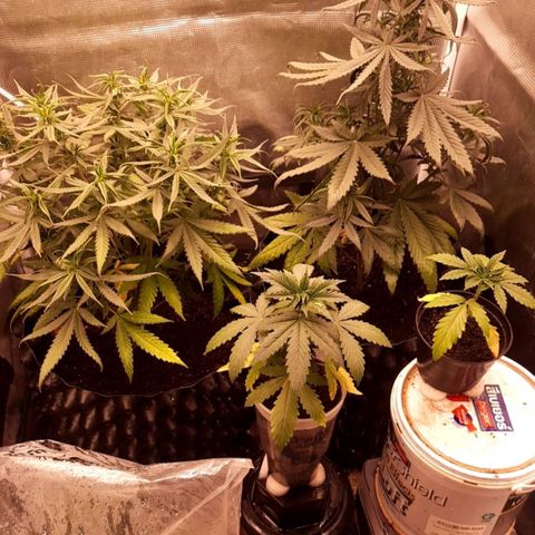 O.G. Kush growlog timeline photo