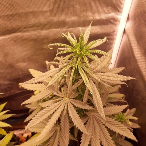 O.G. Kush growlog timeline photo