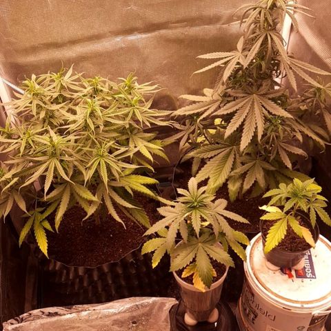 O.G. Kush growlog timeline photo