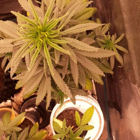 O.G. Kush growlog timeline photo