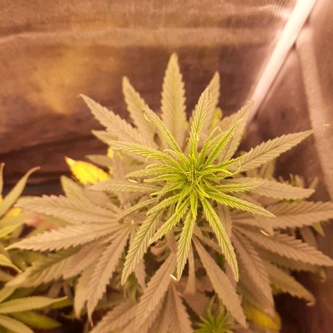 O.G. Kush growlog timeline photo