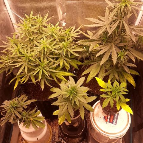 O.G. Kush growlog timeline photo