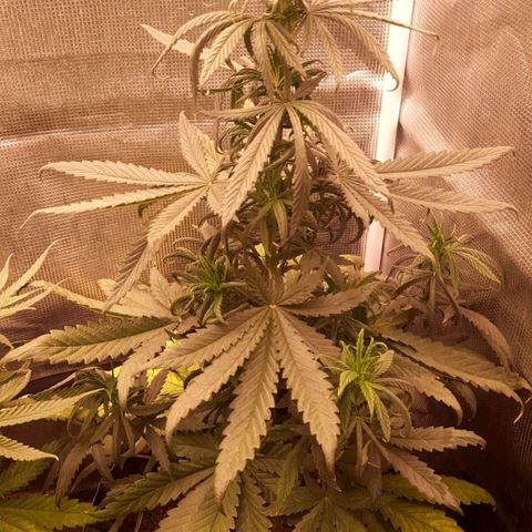 O.G. Kush growlog timeline photo