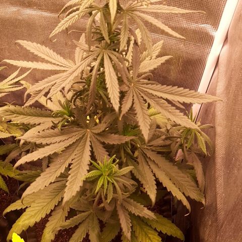O.G. Kush growlog timeline photo