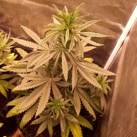 O.G. Kush growlog timeline photo