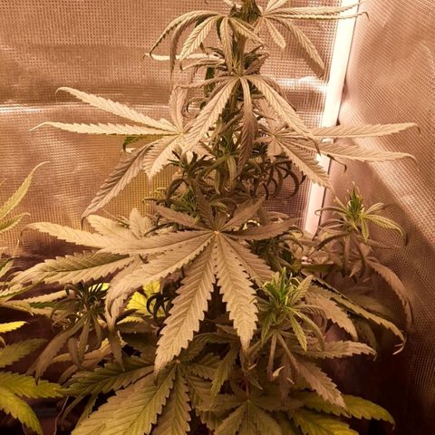 O.G. Kush growlog timeline photo