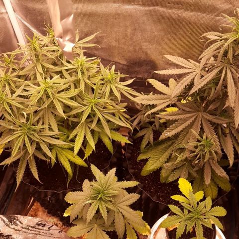 O.G. Kush growlog timeline photo