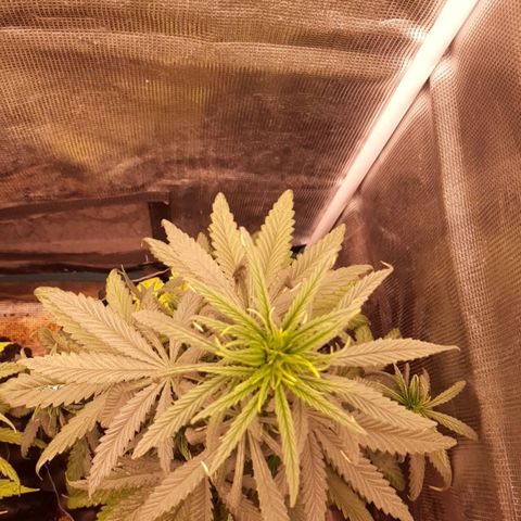 O.G. Kush growlog timeline photo