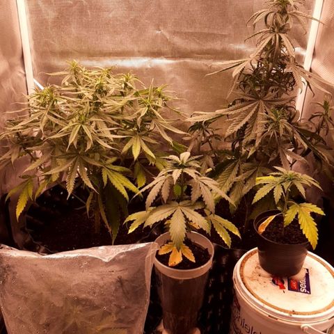 O.G. Kush growlog timeline photo