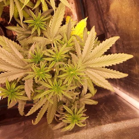 O.G. Kush growlog timeline photo