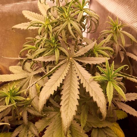 O.G. Kush growlog timeline photo
