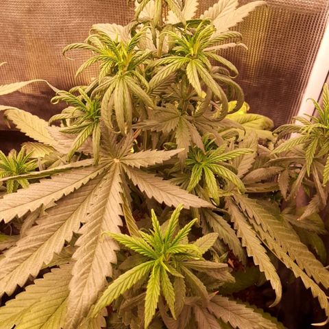 O.G. Kush growlog timeline photo