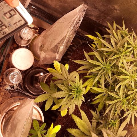 O.G. Kush growlog timeline photo