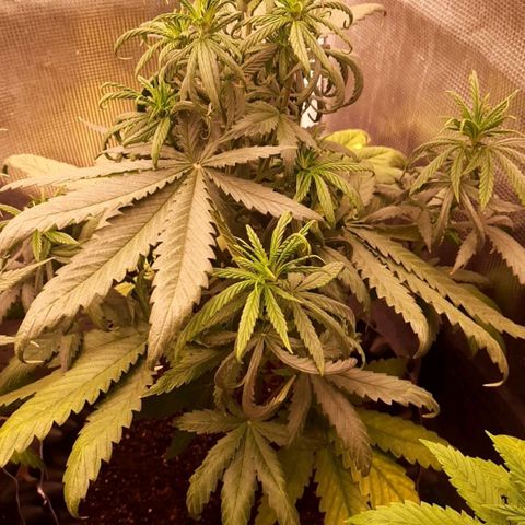 O.G. Kush growlog timeline photo