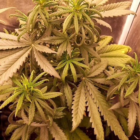 O.G. Kush growlog timeline photo