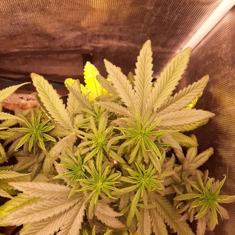 O.G. Kush growlog timeline photo