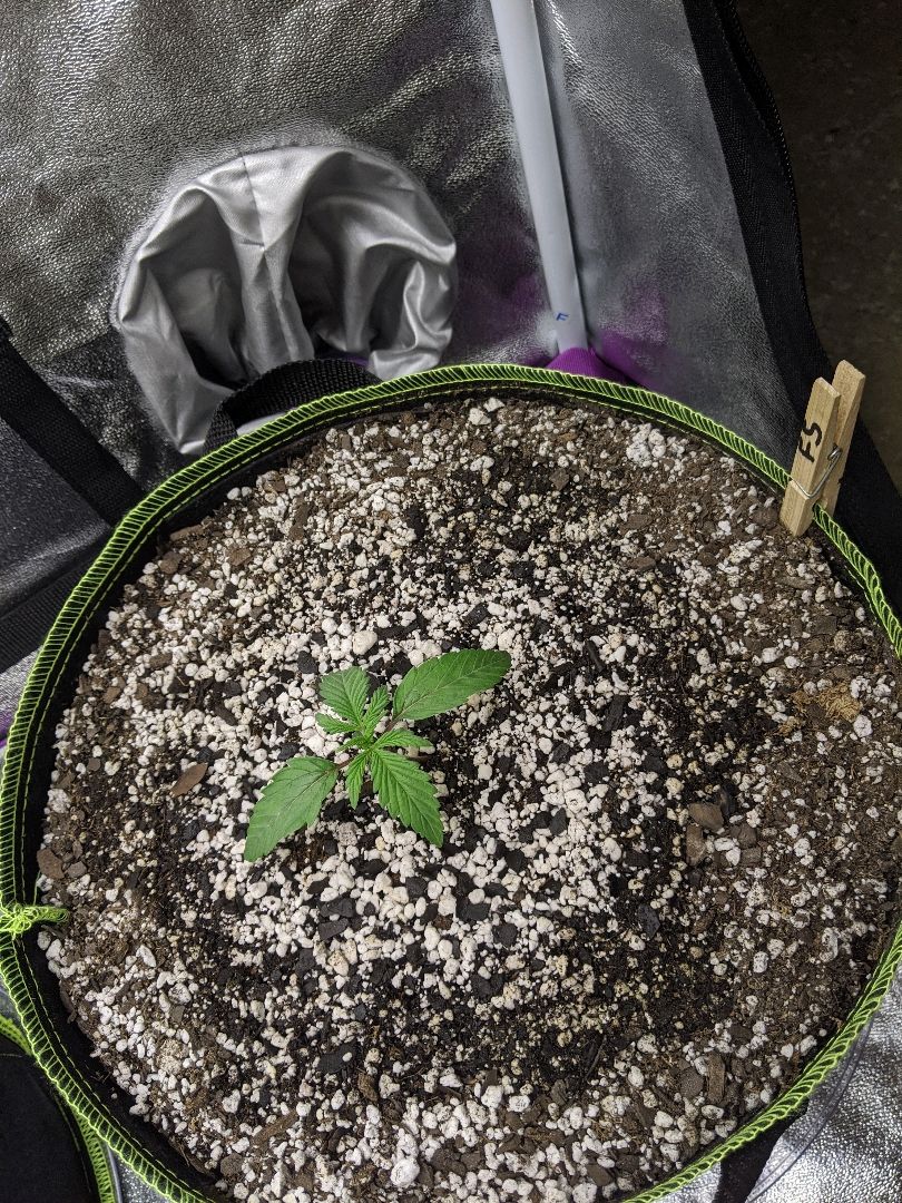 Forum Stomper growlog header