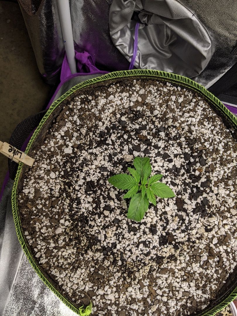 Auto Skywalker growlog header