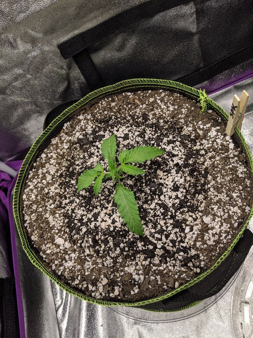 Sour Patch Kids - Mephisto growlog header