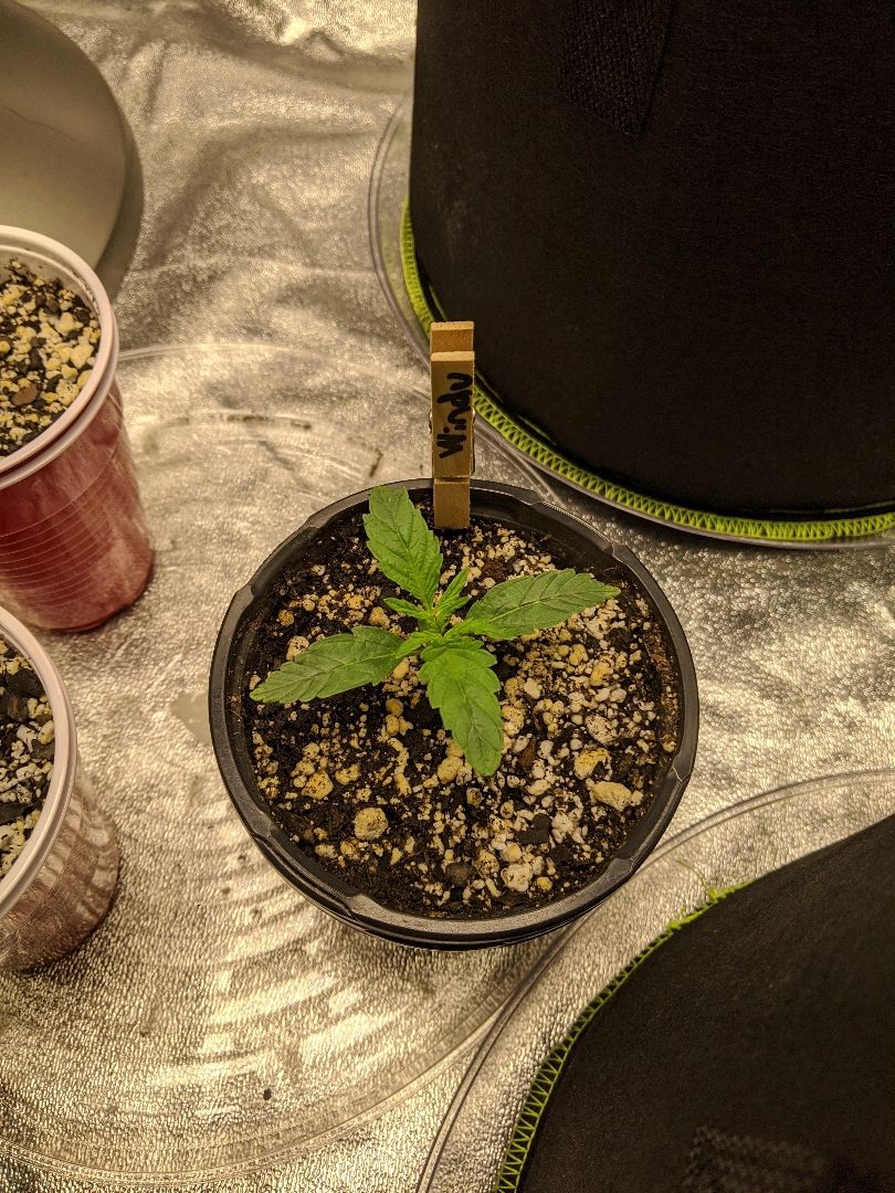 Windu - Mephisto growlog header