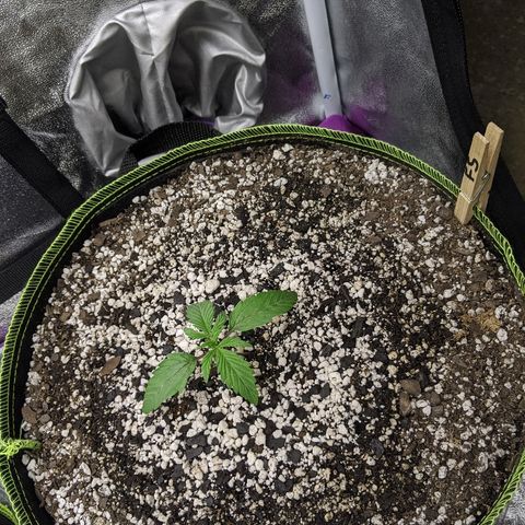 Forum Stomper growlog photo