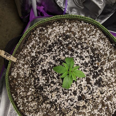 Auto Skywalker growlog photo