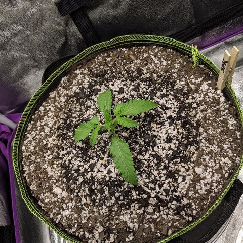 Sour Patch Kids - Mephisto growlog photo