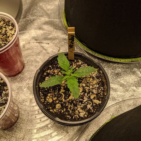 Windu - Mephisto growlog photo