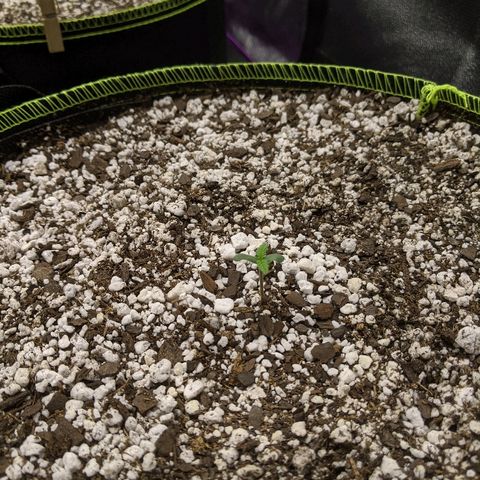 Auto Skywalker growlog photo