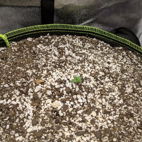 Auto Skywalker growlog photo