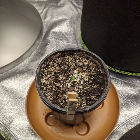 Auto Skywalker growlog photo