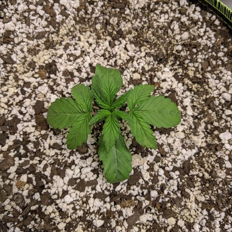 Auto Skywalker growlog photo: Looking a little rough. Idk what's going on with her. Been getting same treatment as her sisters