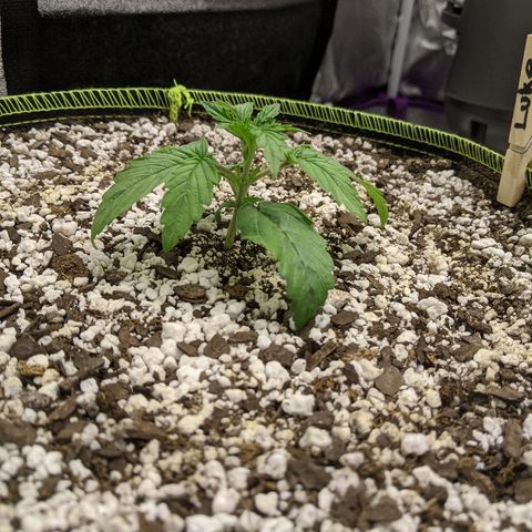 Auto Skywalker growlog photo: Looking a little rough. Idk what's going on with her. Been getting same treatment as her sisters